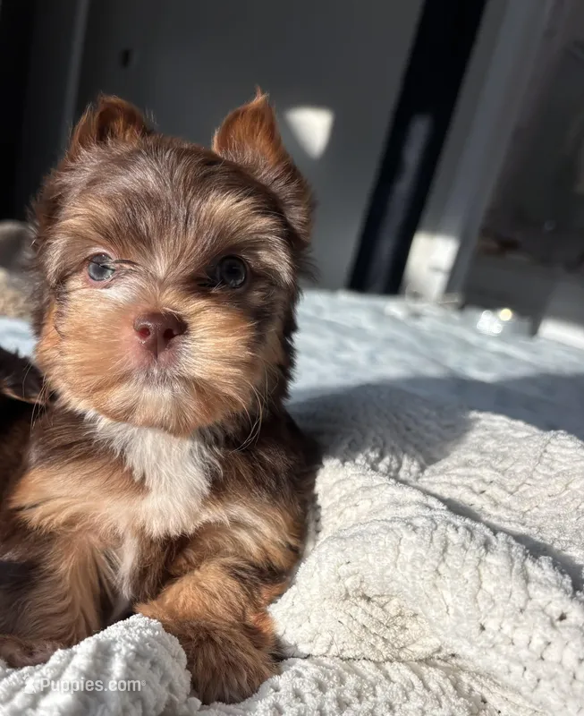 AKC Green Eyes  – Yorkshire Terrier puppy for sale in Houston, TX