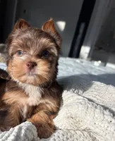 AKC Green Eyes , a male Yorkshire Terrier for sale in Houston, TX – Photo 1 of 10