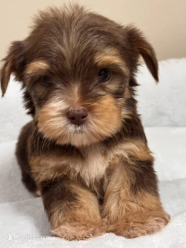 Hersey – Yorkshire Terrier puppy for sale in Houston, TX