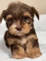 Hersey, a male Yorkshire Terrier for sale in Houston, TX – Photo 1 of 2