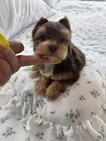 AKC Green Eyes , a male Yorkshire Terrier for sale in Houston, TX – Photo 3 of 10