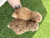 Hanna , a female Poodle - Toy  for sale in Houston, TX – 10 of 10