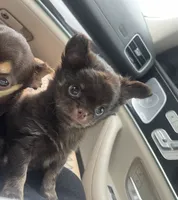 AKC Apple head, a male Chihuahua for sale in Houston, TX – 5 of 10