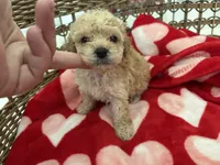 Polo, a male Poodle - Toy  for sale in Houston, TX – 4 of 6