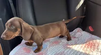 Pear, a female Miniature Dachshund for sale in Houston, TX – Photo 6 of 9