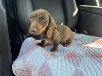 Pear, a female Miniature Dachshund for sale in Houston, TX – Photo 5 of 9