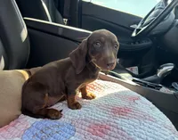 Pear, a female Miniature Dachshund for sale in Houston, TX – Photo 9 of 9