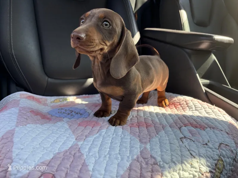 Pear – Miniature Dachshund puppy for sale in Houston, TX