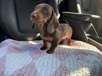 Pear, a female Miniature Dachshund for sale in Houston, TX – Photo 1 of 9