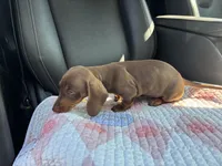 Pear, a female Miniature Dachshund for sale in Houston, TX – Photo 4 of 9