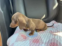 Pear, a female Miniature Dachshund for sale in Houston, TX – Photo 3 of 9
