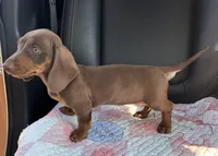 Pear, a female Miniature Dachshund for sale in Houston, TX – Photo 7 of 9