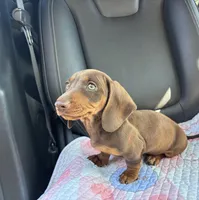 Pear, a female Miniature Dachshund for sale in Houston, TX – Photo 8 of 9