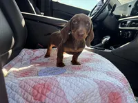 Pear, a female Miniature Dachshund for sale in Houston, TX – Photo 2 of 9