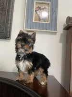 AKC Dollface, a male Yorkshire Terrier for sale in Houston, TX – 4 of 10