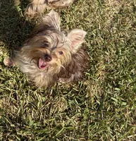 AKC Abby , a female Yorkshire Terrier for sale in Houston, TX – 6 of 10