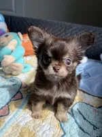 AKC Bliss, a male Chihuahua for sale in Houston, TX – 8 of 10