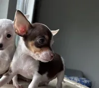 Ollie , a male Chihuahua for sale in Houston, TX – 6 of 9