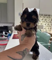 Evermore , a male Yorkshire Terrier for sale in Houston, TX – 8 of 8