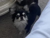 Lucky , a male Chihuahua for sale in Houston, TX – 4 of 10