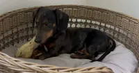 Dapple , a male Miniature Dachshund for sale in Houston, TX – 6 of 10
