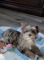 Calista , a female Yorkshire Terrier for sale in Houston, TX – 8 of 9