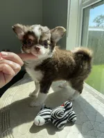 AKC Windsor , a male Chihuahua for sale in Houston, TX – 9 of 10
