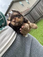 CKC Truffles, a male Yorkshire Terrier for sale in Houston, TX – 3 of 10