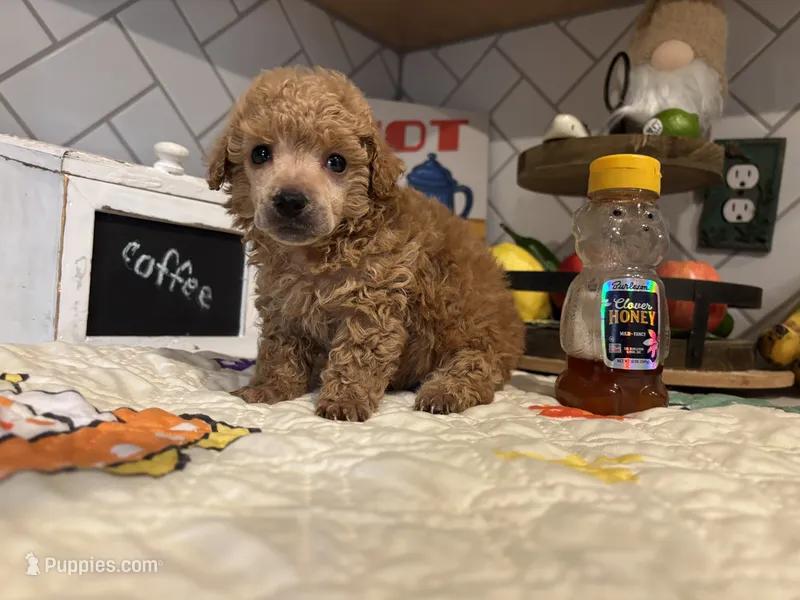 Spencer – Poodle - Toy  puppy for sale in Houston, TX
