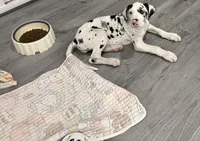 Diamond , a female Great Dane for sale in Houston, TX – Photo 4 of 4