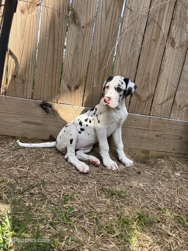 Diamond  – Great Dane puppy for sale in Houston, TX
