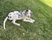 Diamond , a female Great Dane for sale in Houston, TX – Photo 3 of 4