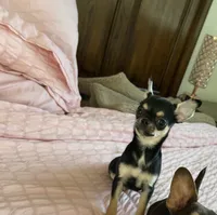 Apple head Melany , a female Chihuahua for sale in Houston, TX – 8 of 10
