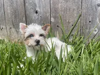 Diamond, a female Yorkshire Terrier for sale in Houston, TX – 9 of 10