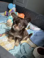 AKC Bliss, a male Chihuahua for sale in Houston, TX – 3 of 10