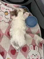 Diamond , a female Yorkshire Terrier for sale in Houston, TX – 8 of 10