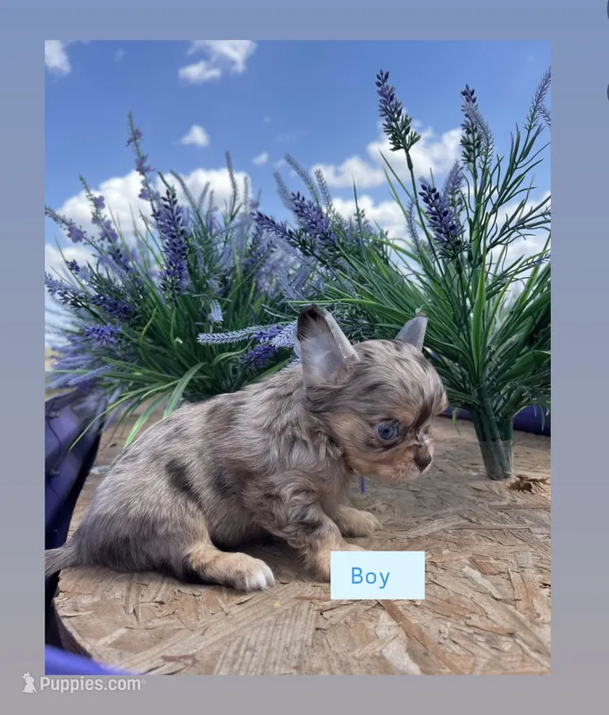 AKC DREAM  – Chihuahua puppy for sale in Houston, TX