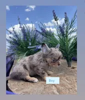 AKC DREAM , a male Chihuahua for sale in Houston, TX – 1 of 8