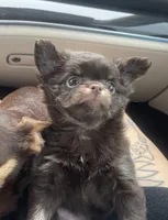 AKC Apple head, a male Chihuahua for sale in Houston, TX – 2 of 10