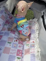 Full AKC Micro Apple head, a female Chihuahua for sale in Houston, TX – 5 of 10