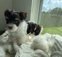 AKC Whimsy , a female Yorkshire Terrier for sale in Houston, TX – 5 of 10