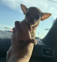 AKC Micro Tcup Apple, a female Chihuahua for sale in Houston, TX – 5 of 10