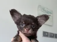 AKC Pecan , a male Chihuahua for sale in Houston, TX – 2 of 7