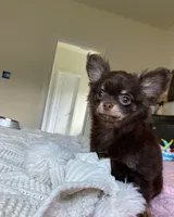 AKC Manolo, a male Chihuahua for sale in Houston, TX – 2 of 8