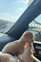 AKC Micro Tcup Apple, a female Chihuahua for sale in Houston, TX – 4 of 10
