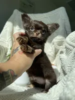 AKC Pecan , a male Chihuahua for sale in Houston, TX – 10 of 10