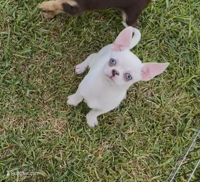 Apple head Blu  – Chihuahua puppy for sale in Houston, TX