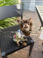 AKC Manolo , a male Chihuahua for sale in Houston, TX – 8 of 10