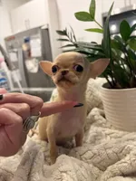 AKC Micro Pocket Pup , a female Chihuahua for sale in Houston, TX – 2 of 10
