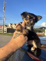 AKC Carter , a male Chihuahua for sale in Houston, TX – 2 of 7